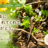 🌿庭の時間｜今日の1枚 #006  無事に生まれてくれて、ありがとう。