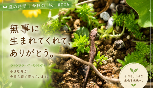 🌿庭の時間｜今日の1枚 #006  無事に生まれてくれて、ありがとう。