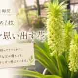 🌿庭の時間｜今日の1枚 #002　父を思い出す花