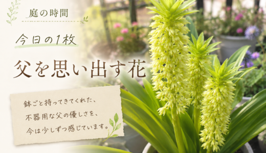 🌿庭の時間｜今日の1枚 #002　父を思い出す花