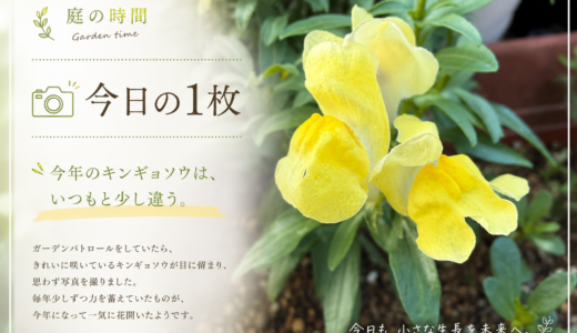🌿庭の時間｜今日の1枚 #001　今年のキンギョソウ
