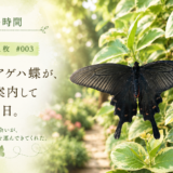 🌿庭の時間｜今日の1枚 #004　黒いアゲハ蝶が、庭を案内してくれた日。
