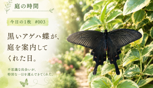 🌿庭の時間｜今日の1枚 #003　黒いアゲハ蝶が、庭を案内してくれた日。