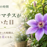 🌿 庭の時間｜クレマチスが咲いた日