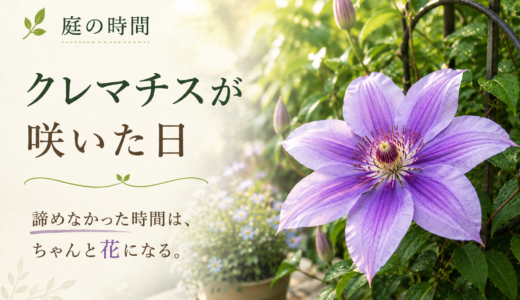🌿 庭の時間｜クレマチスが咲いた日