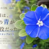 🌿庭の時間｜今日の1枚 #004　今日は、この青が主役だった。（アメリカンブルー）