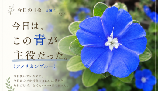 🌿庭の時間｜今日の1枚 #004　今日は、この青が主役だった。（アメリカンブルー）