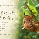 🌿 庭の時間｜今日の1枚 #007　羽ばたいたあとの命。