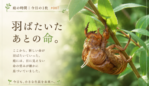 🌿 庭の時間｜今日の1枚 #007　羽ばたいたあとの命。