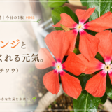 🌿庭の時間｜今日の1枚 #005 オレンジと白がくれる元気。（ニチニチソウ）