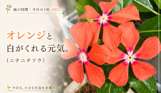 🌿庭の時間｜今日の1枚 #005 オレンジと白がくれる元気。（ニチニチソウ）