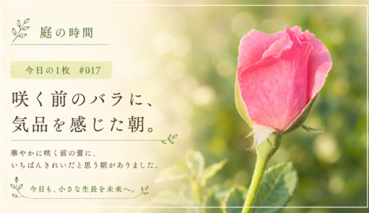 🌿 庭の時間｜今日の1枚 #017　咲く前のバラに、気品を感じた朝。
