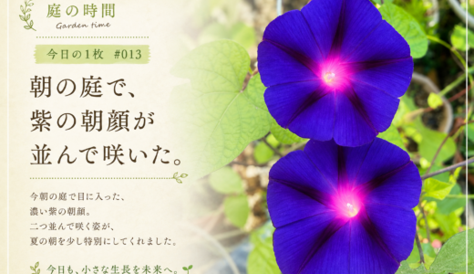 🌿 庭の時間｜今日の1枚 #013　朝の庭で、紫の朝顔が並んで咲いた。