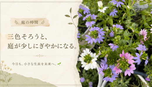 🌿 庭の時間｜今日の1枚 #010　三色そろうと、庭が少しにぎやかになる。