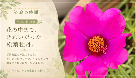 🌿 庭の時間｜今日の1枚 #016　花の中まで、きれいだった松葉牡丹。