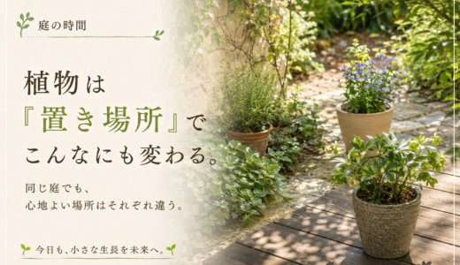 🌿 植物は「置き場所」でこんなにも変わる。