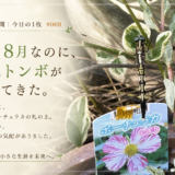 🌿 庭の時間｜今日の1枚 #009　まだ8月なのに、庭にトンボがやってきた。