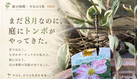 🌿 庭の時間｜今日の1枚 #009　まだ8月なのに、庭にトンボがやってきた。