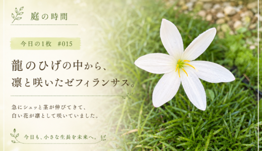 🌿 庭の時間｜今日の1枚 #015　龍のひげの中から、凛と咲いたゼフィランサス。