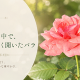 🌿 庭の時間｜今日の1枚 #018　朝の光に、やわらかく咲いたバラ。