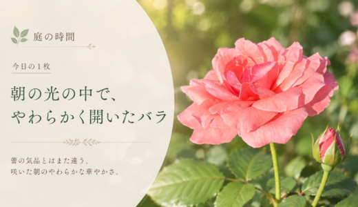 🌿 庭の時間｜今日の1枚 #018　朝の光に、やわらかく咲いたバラ。