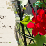 🌿 庭の時間｜今日の1枚 #012　真夏の光に負けない、赤いマンデビラ。