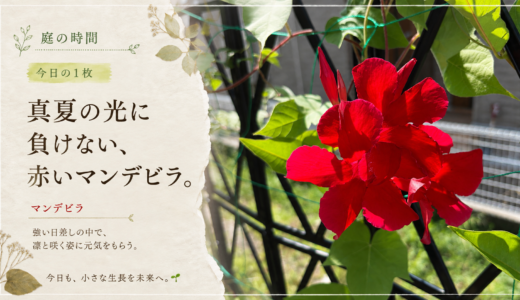 🌿 庭の時間｜今日の1枚 #012　真夏の光に負けない、赤いマンデビラ。