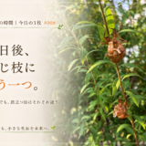 🌿 庭の時間｜今日の1枚 #008　数日後、同じ枝にもう一つ。