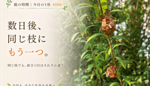 🌿 庭の時間｜今日の1枚 #008　数日後、同じ枝にもう一つ。