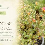 🌿 庭の時間｜今日の1枚 #014　今日は、黄色いアゲハが花を選んでいた。