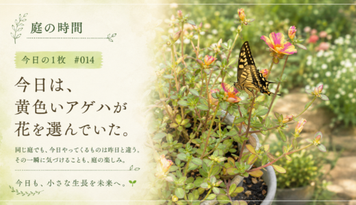 🌿 庭の時間｜今日の1枚 #014　今日は、黄色いアゲハが花を選んでいた。