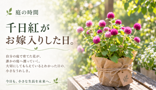 🌿 庭の時間｜千日紅がお嫁入りした日。