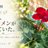 🌿 庭の時間｜今日の1枚 #019　9月に、シクラメンが咲いていた。