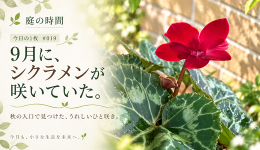 🌿 庭の時間｜今日の1枚 #019　9月に、シクラメンが咲いていた。